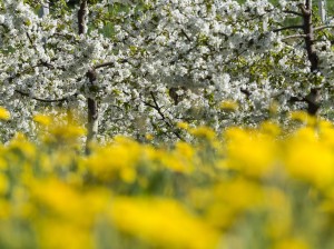 fioritura di ciliegio e tarassaco, Caldonazzo, Trentino